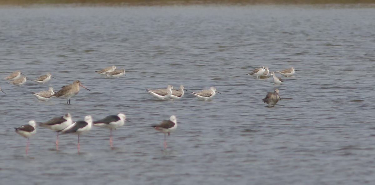 Nordmann's Greenshank - ML643757522