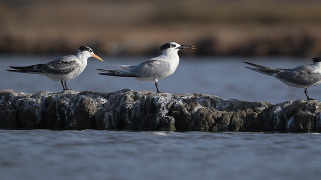 Sandwich Tern - ML643757526