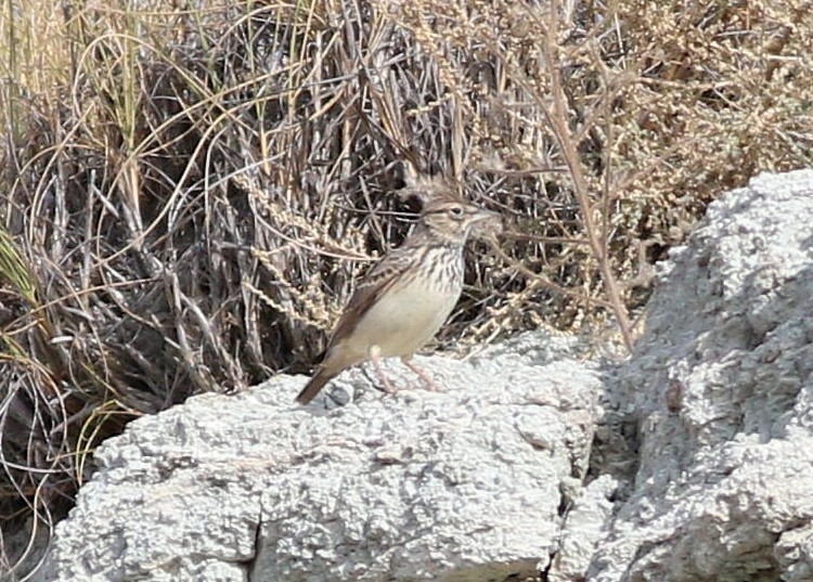 Thekla's Lark - ML643757551