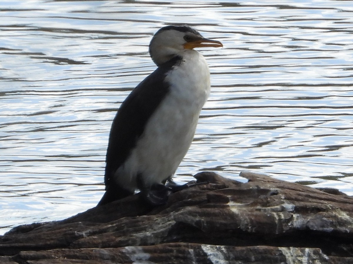 Little Pied Cormorant - ML643757552
