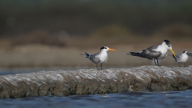 Крячок жовтодзьобий - ML643757555