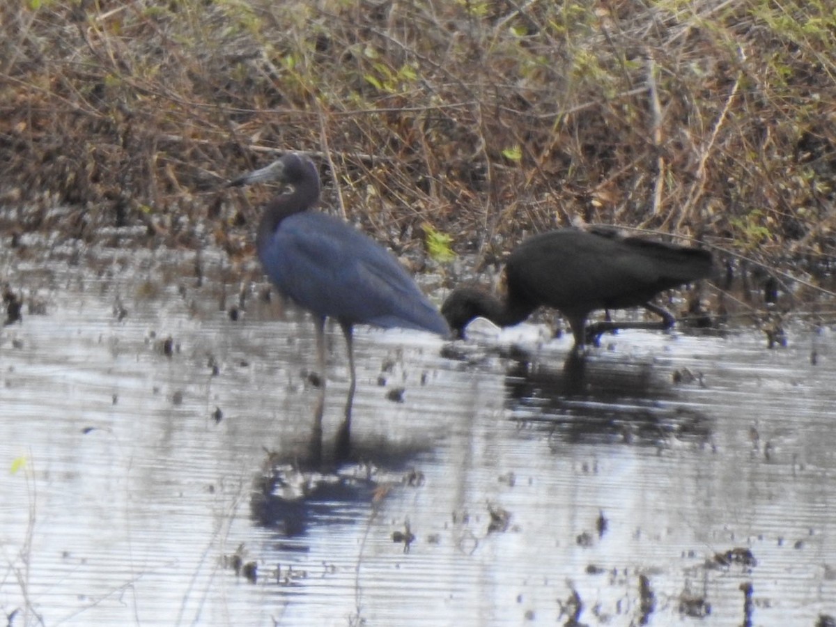 Little Blue Heron - ML643757566