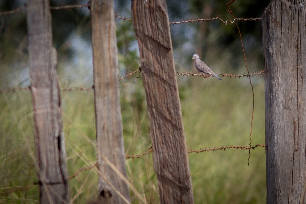 Zwergtäubchen - ML643757585