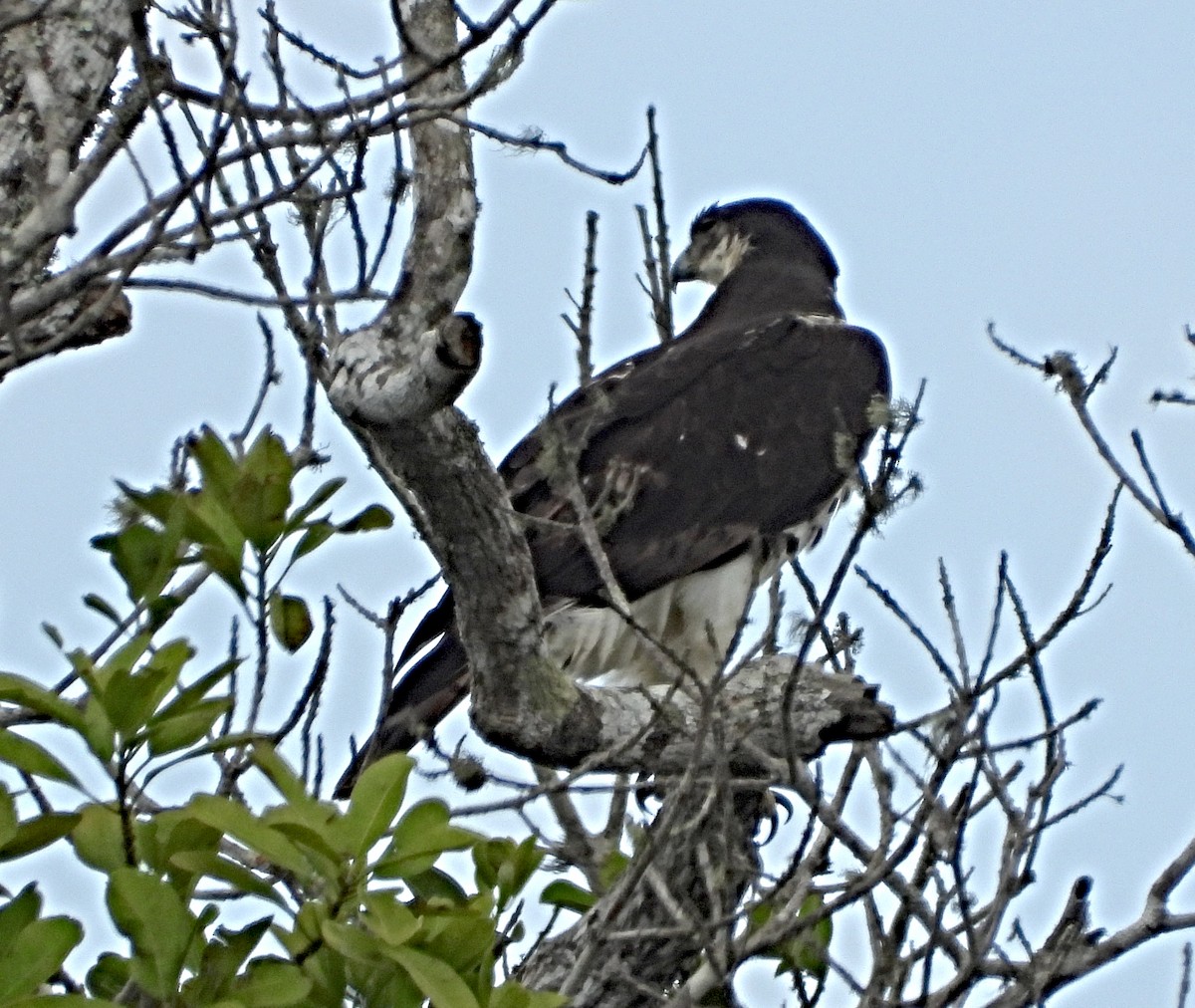 Aigle fascié - ML643757590
