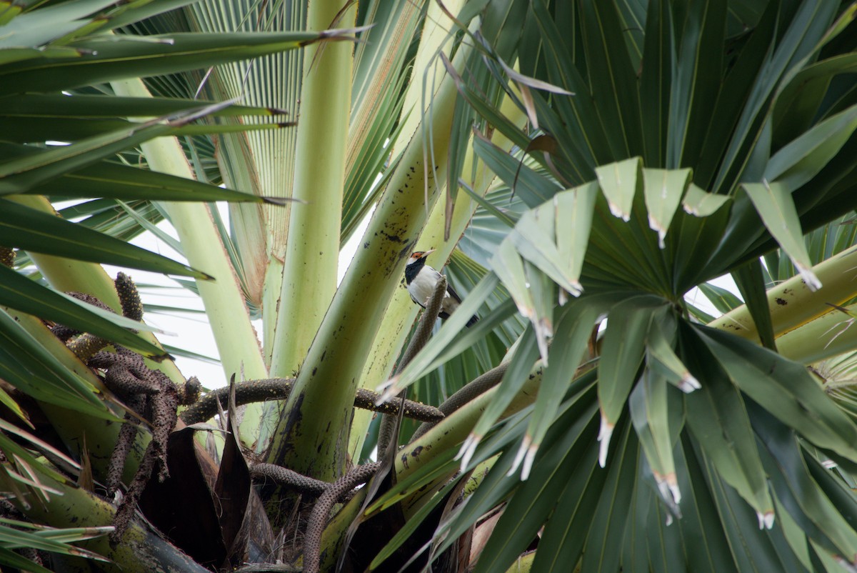 Javan Pied Starling - ML643757621