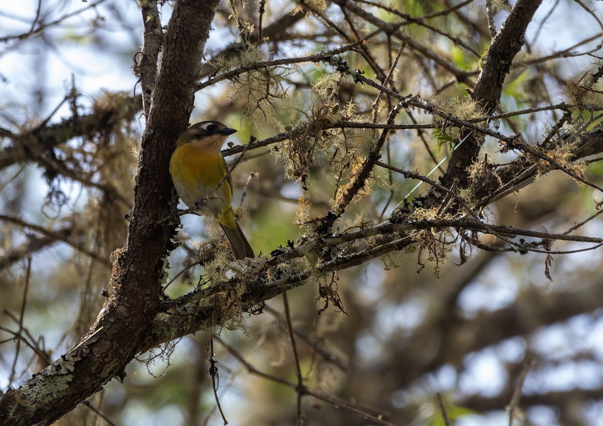 Common Chlorospingus - ML643757623