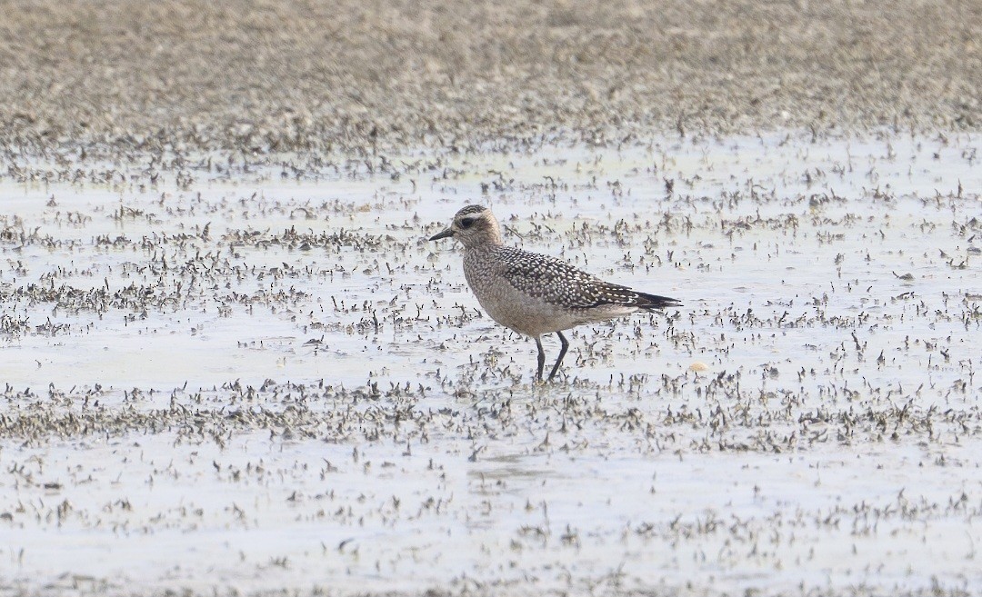 kulík hnědokřídlý - ML643757624