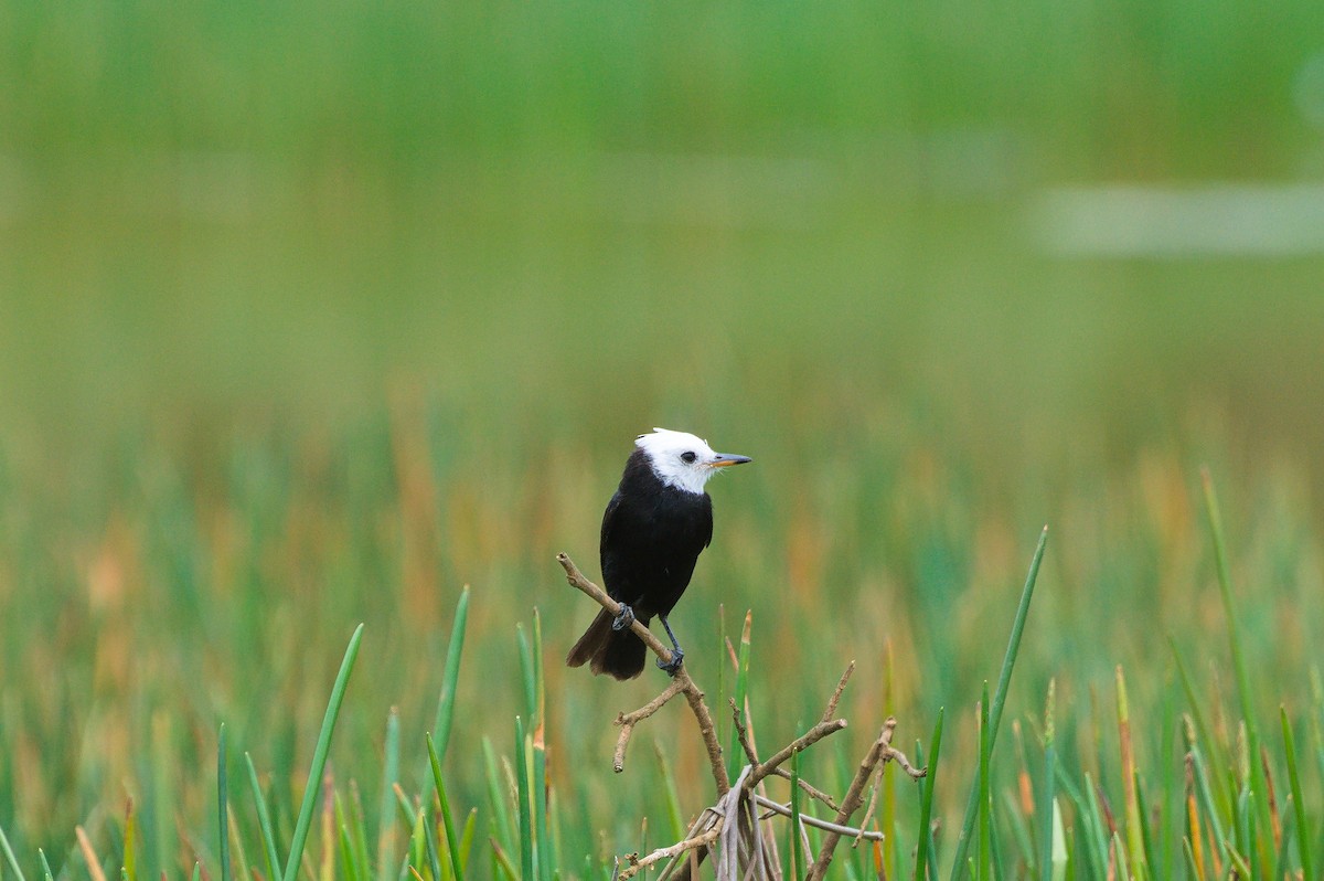 Віюдита білоголова - ML643757636