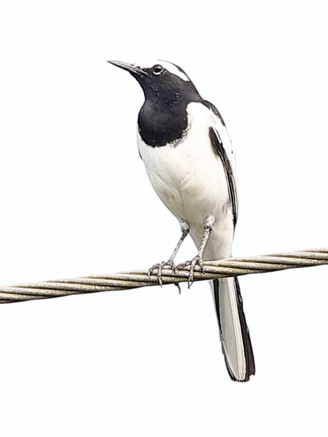 White-browed Wagtail - ML643757645