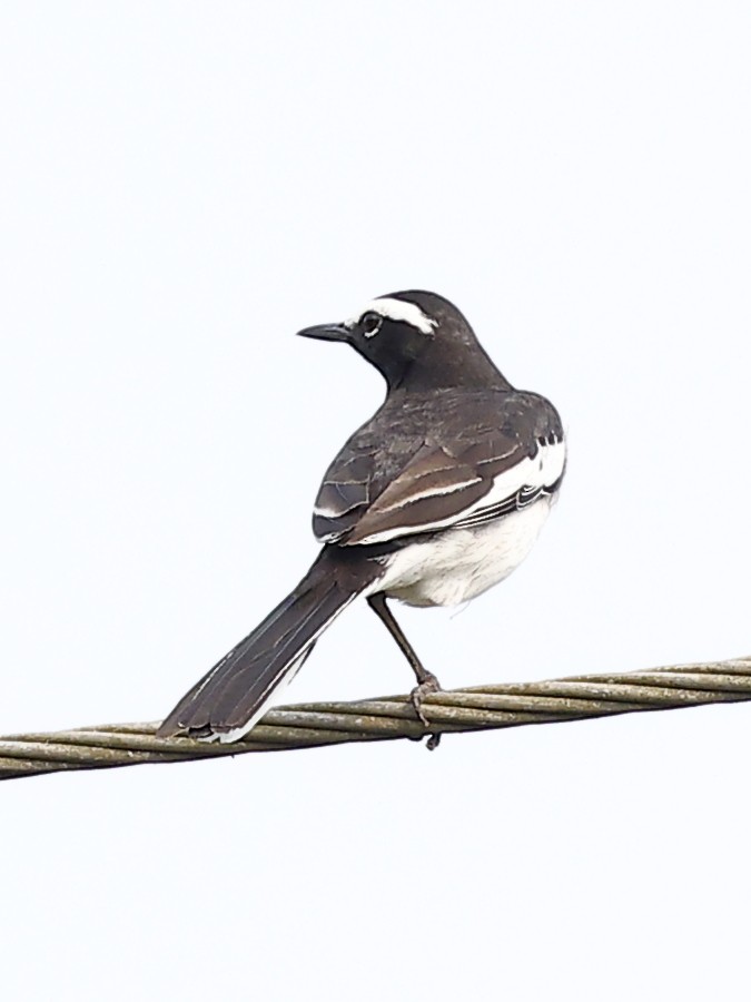White-browed Wagtail - ML643757646