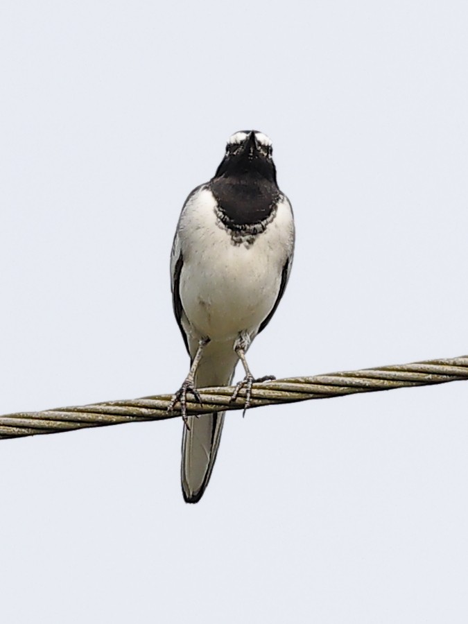 White-browed Wagtail - ML643757647