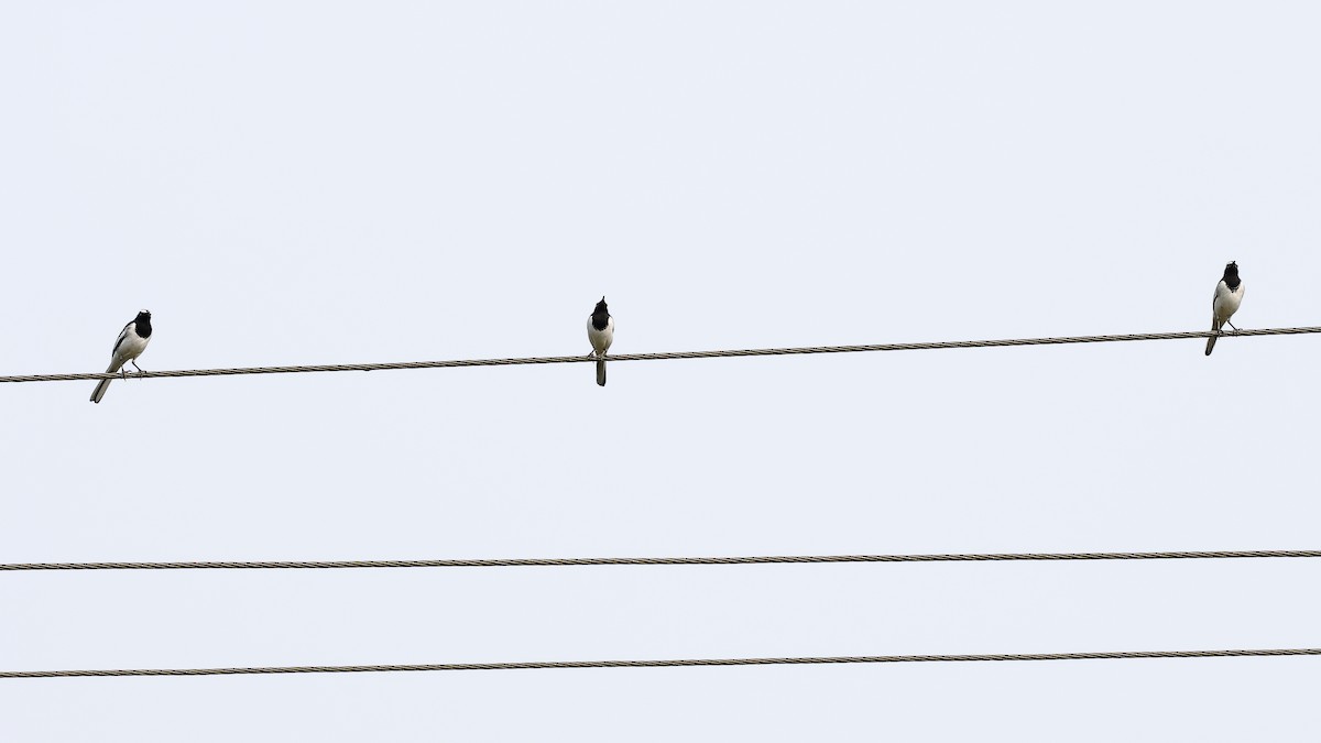 White-browed Wagtail - ML643757648