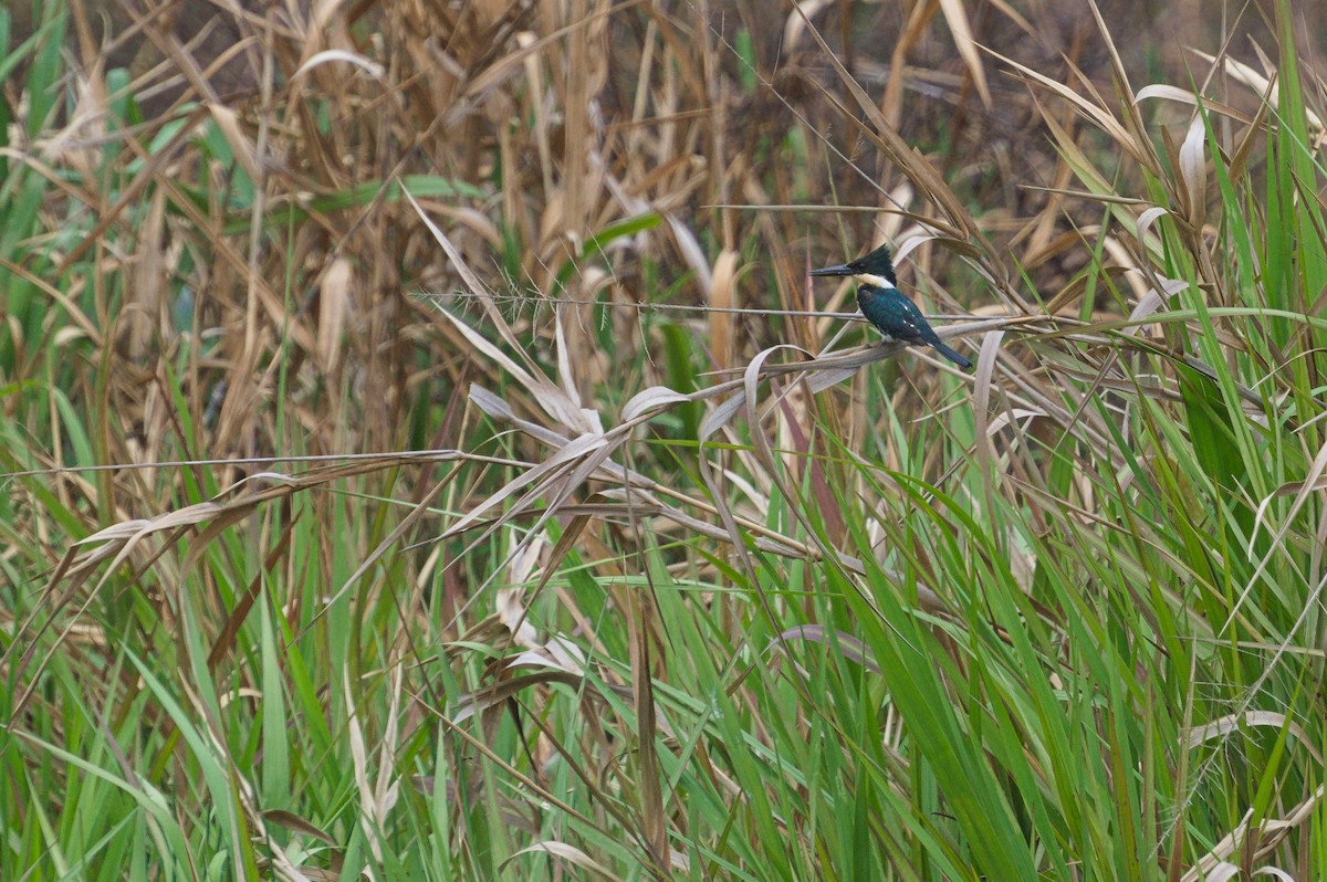 Рибалочка зелений - ML643757658