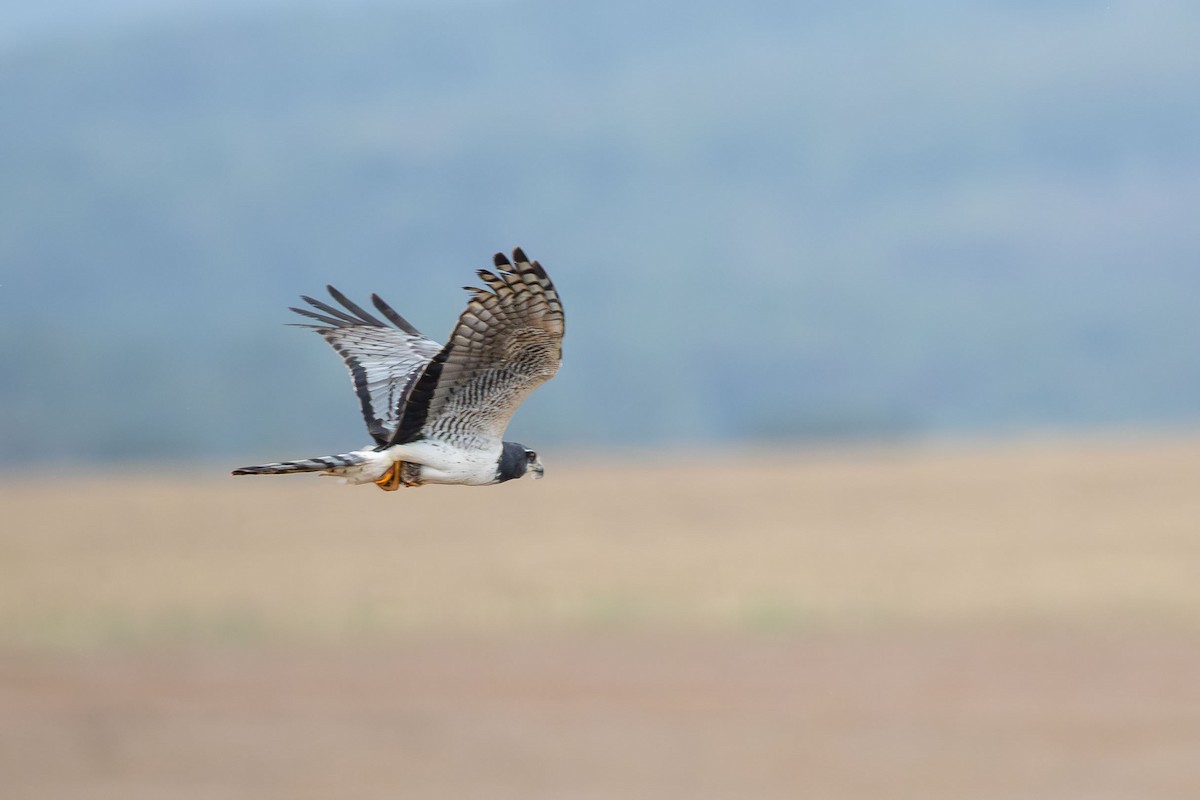 Лунь довгохвостий - ML643757689