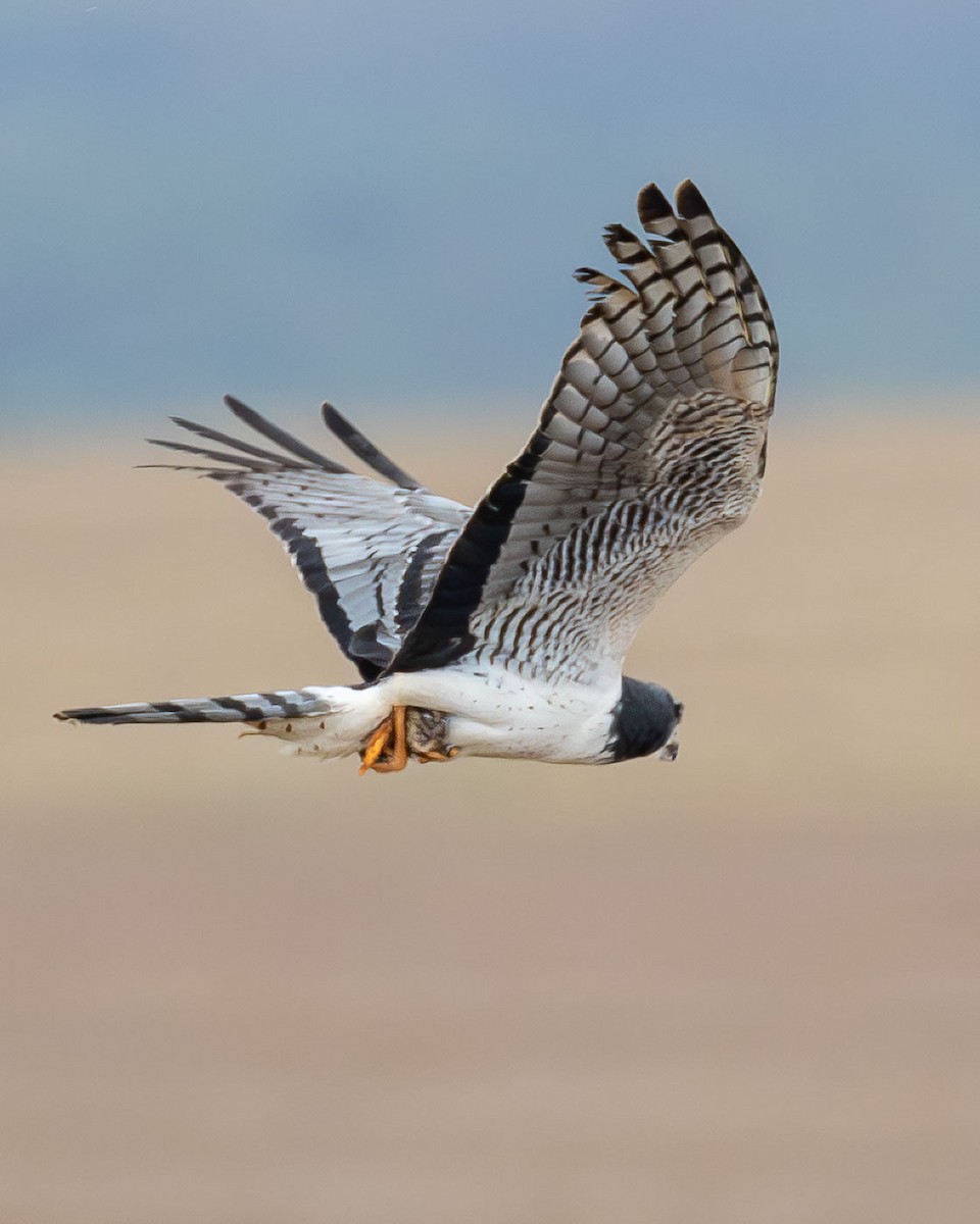 Лунь довгохвостий - ML643757691