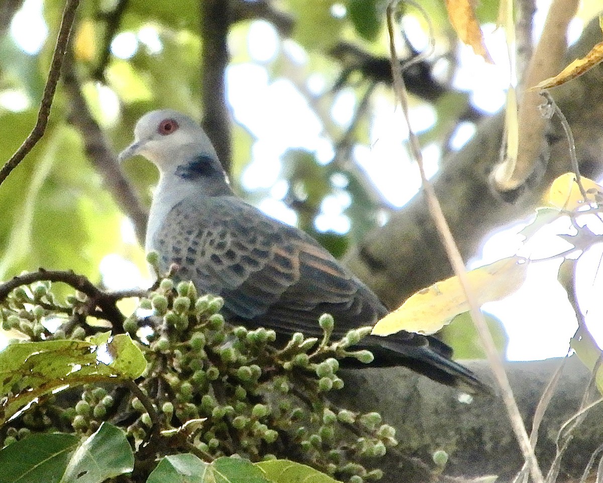 Dusky Turtle-Dove - ML643757692