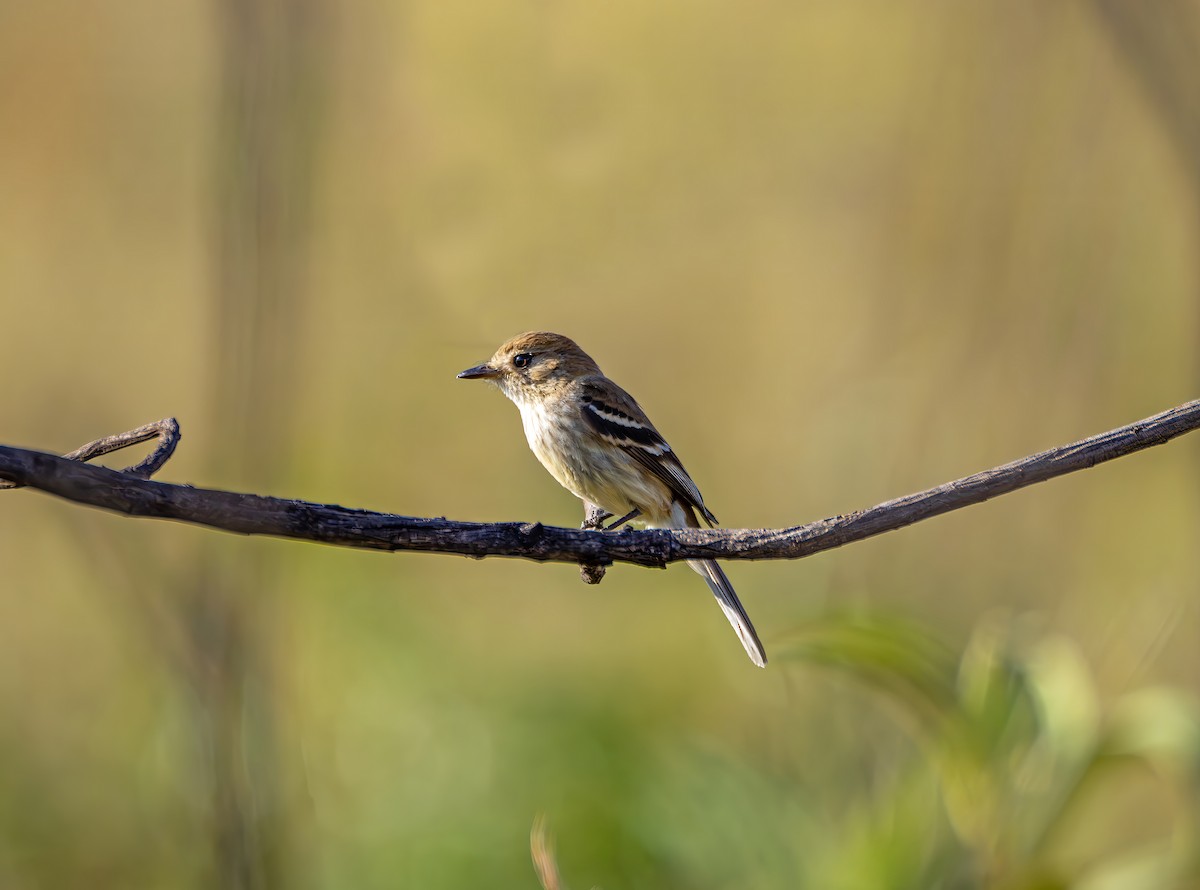 Bran-colored Flycatcher - ML643757695