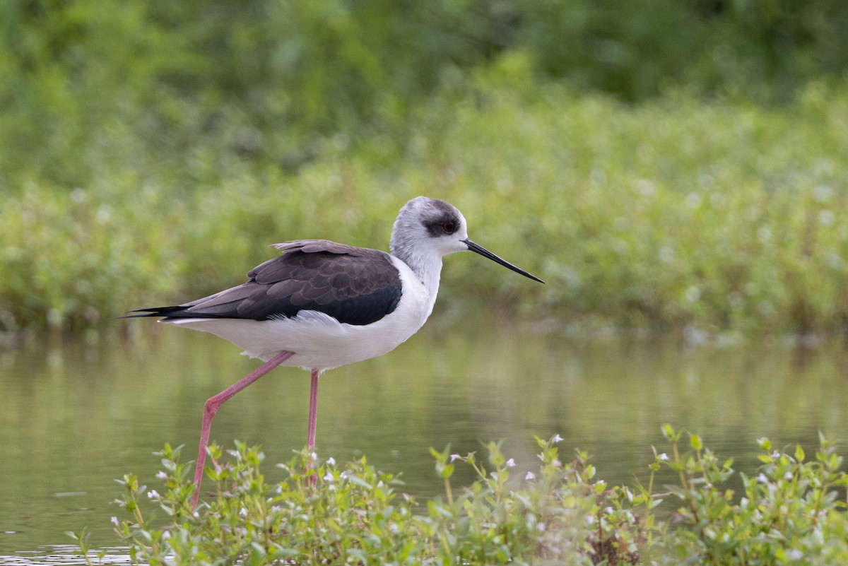 Black-winged Stilt - ML643757699