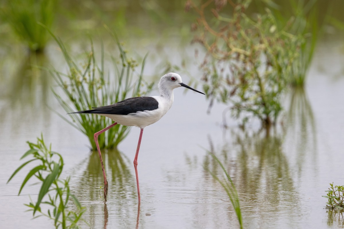 Black-winged Stilt - ML643757700