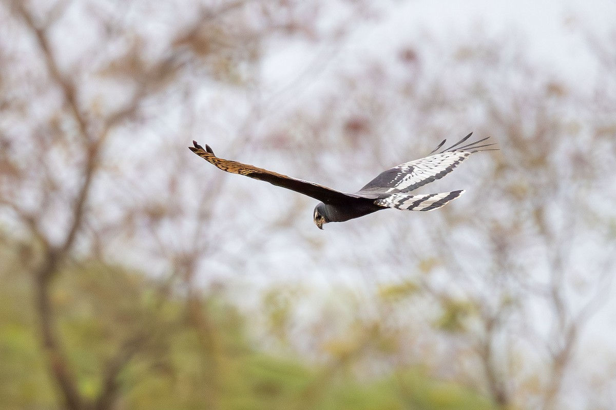 Лунь довгохвостий - ML643757701