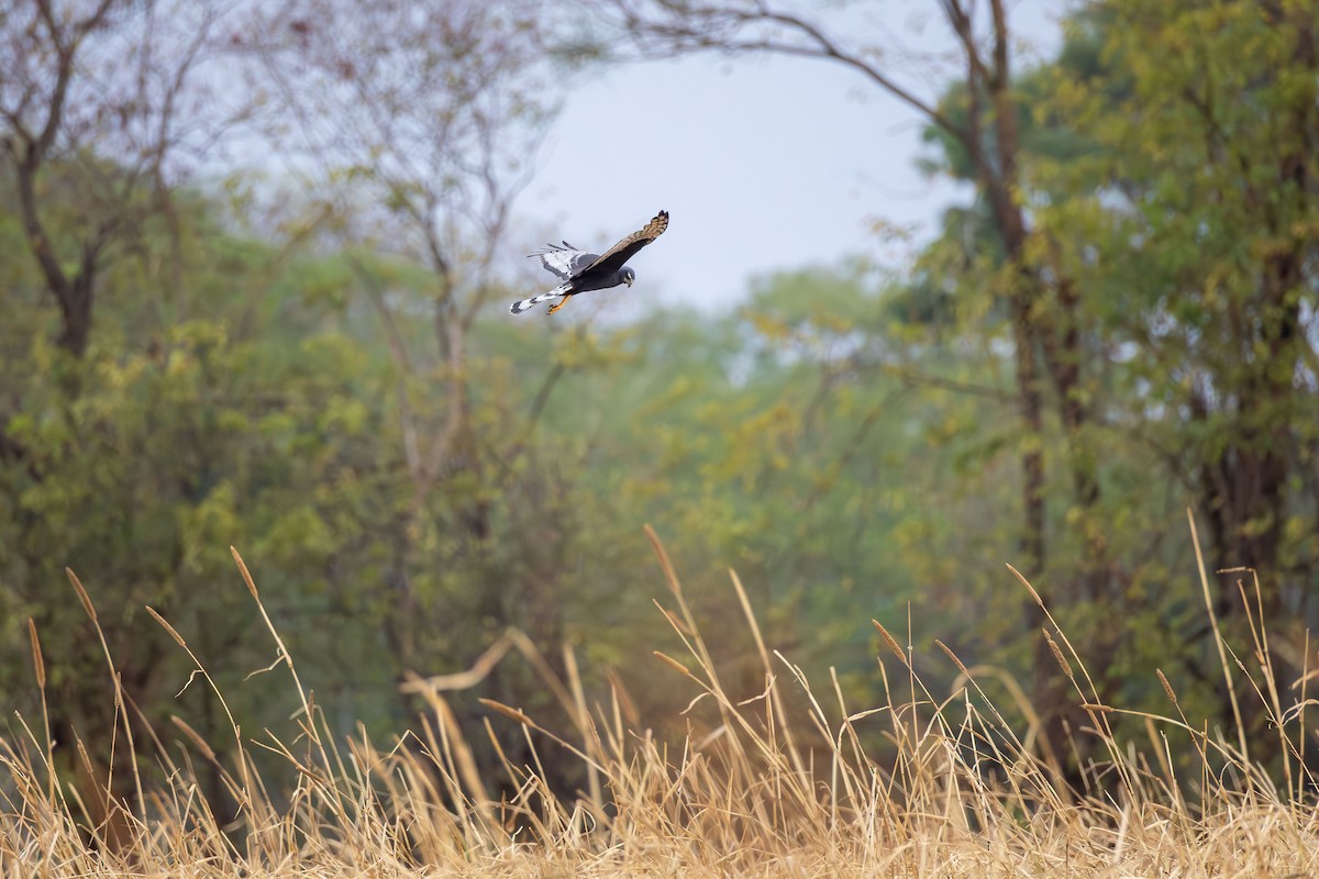 Лунь довгохвостий - ML643757703