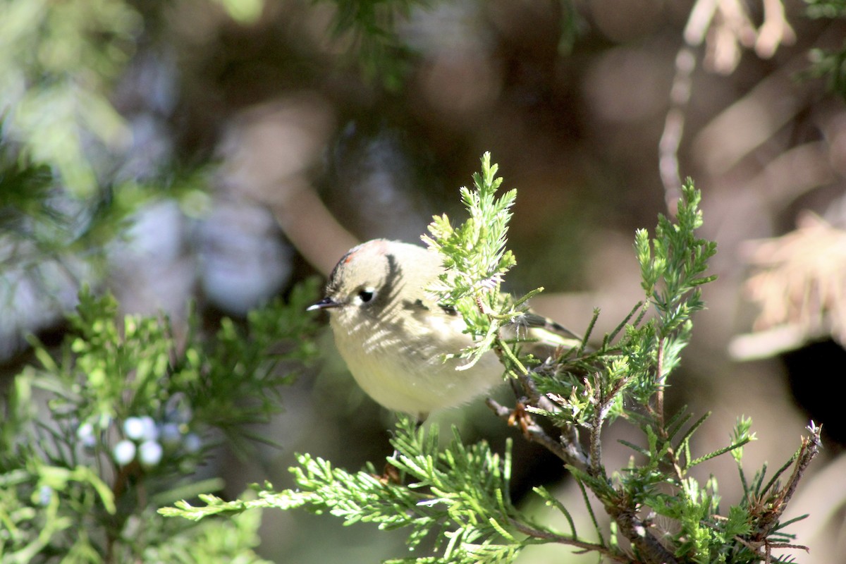 Ruby-crowned Kinglet - ML643757705
