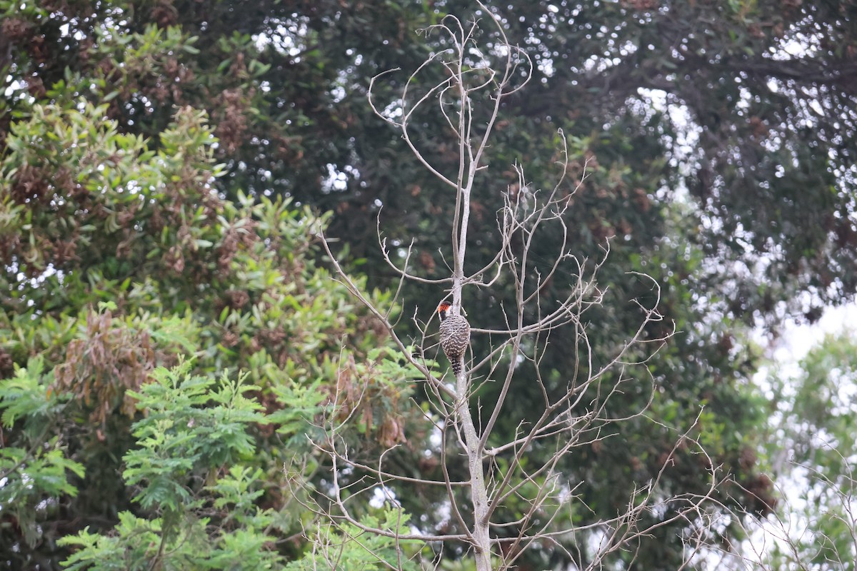 Pic bûcheron - ML643757728