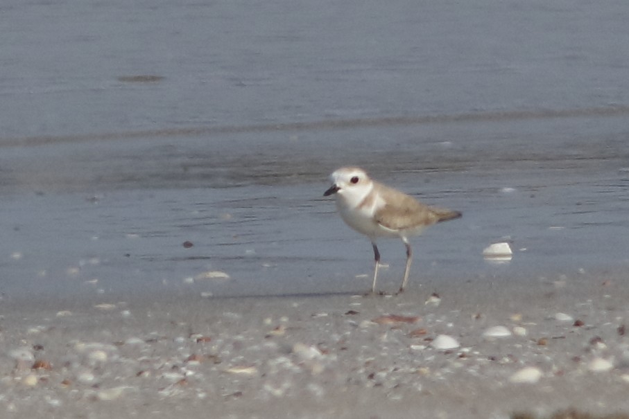 White-faced Plover - ML643757733