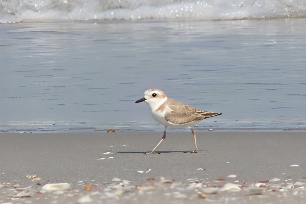 White-faced Plover - ML643757738