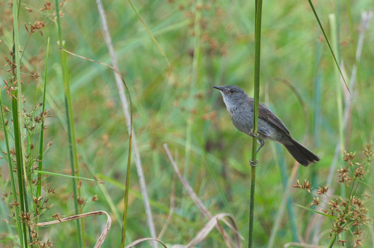 Sooty Tyrannulet - ML643757750