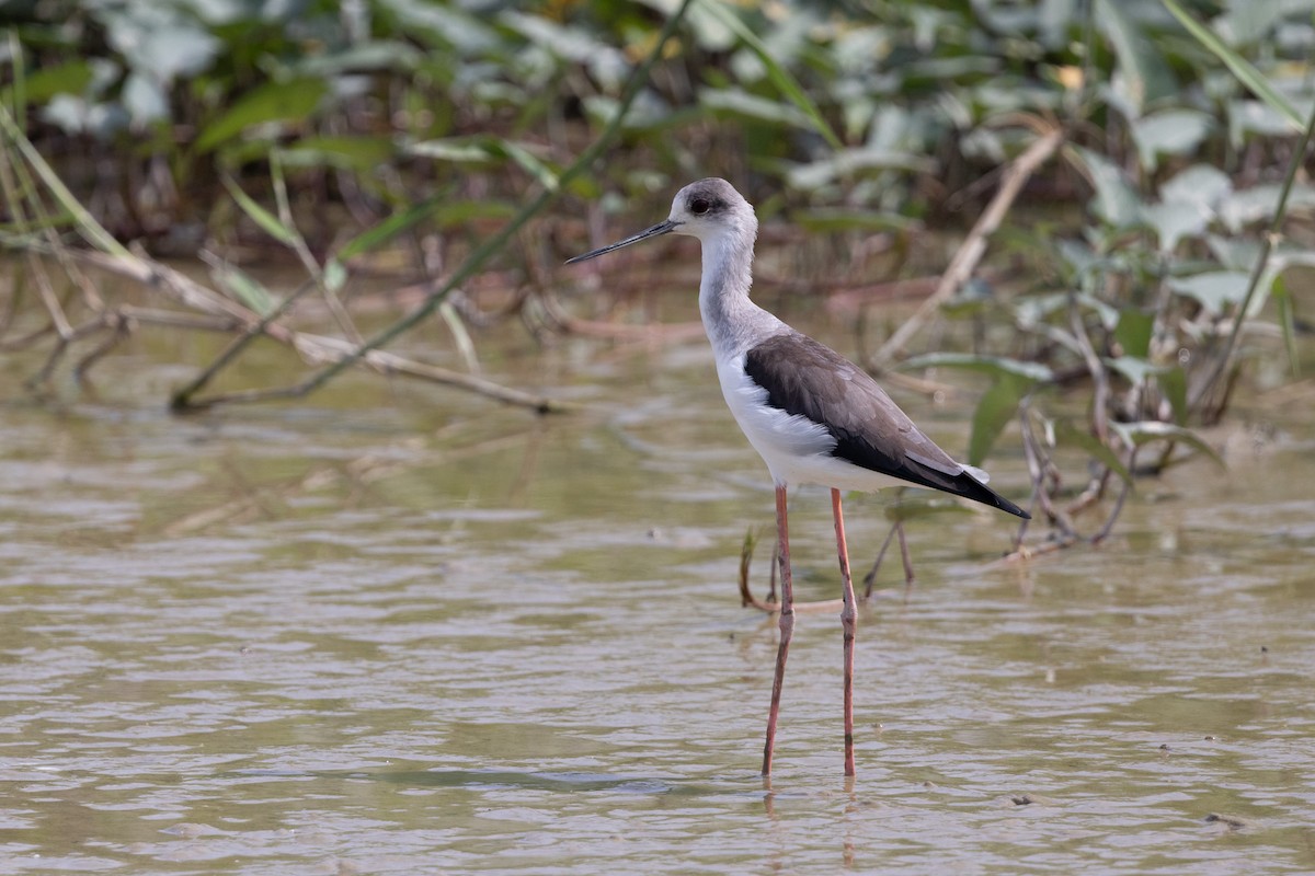 Black-winged Stilt - ML643757760