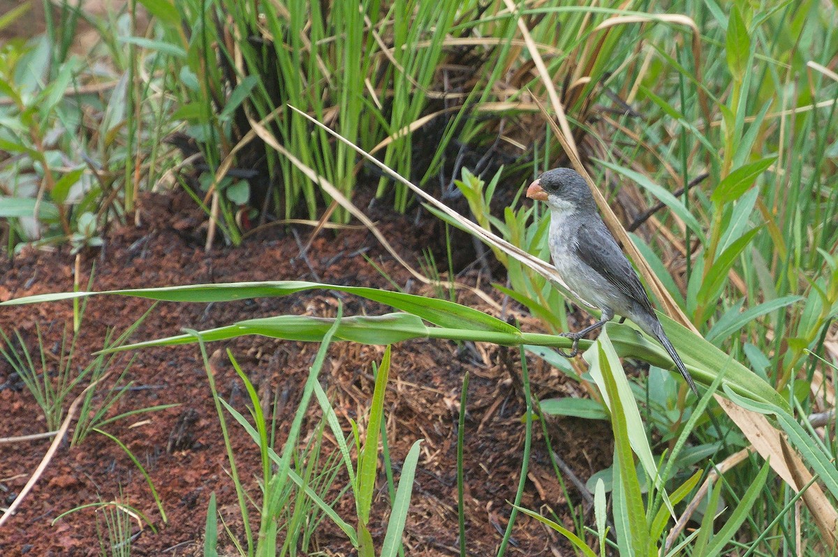 Зерноїд білочеревий - ML643757771