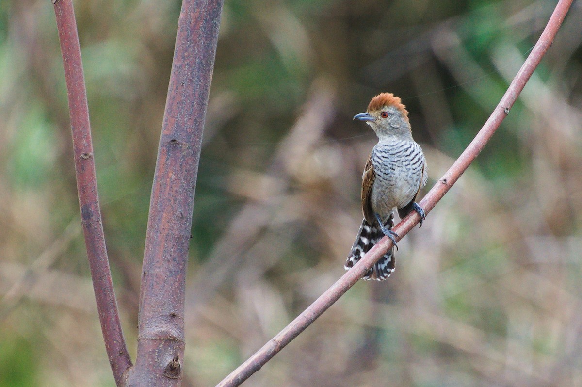 Сорокуш рудоголовий - ML643757782