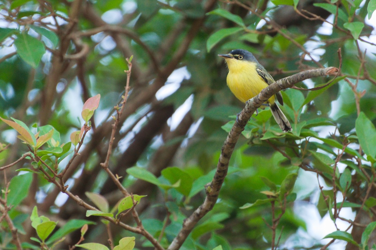 Мухолов-клинодзьоб сірий - ML643757791