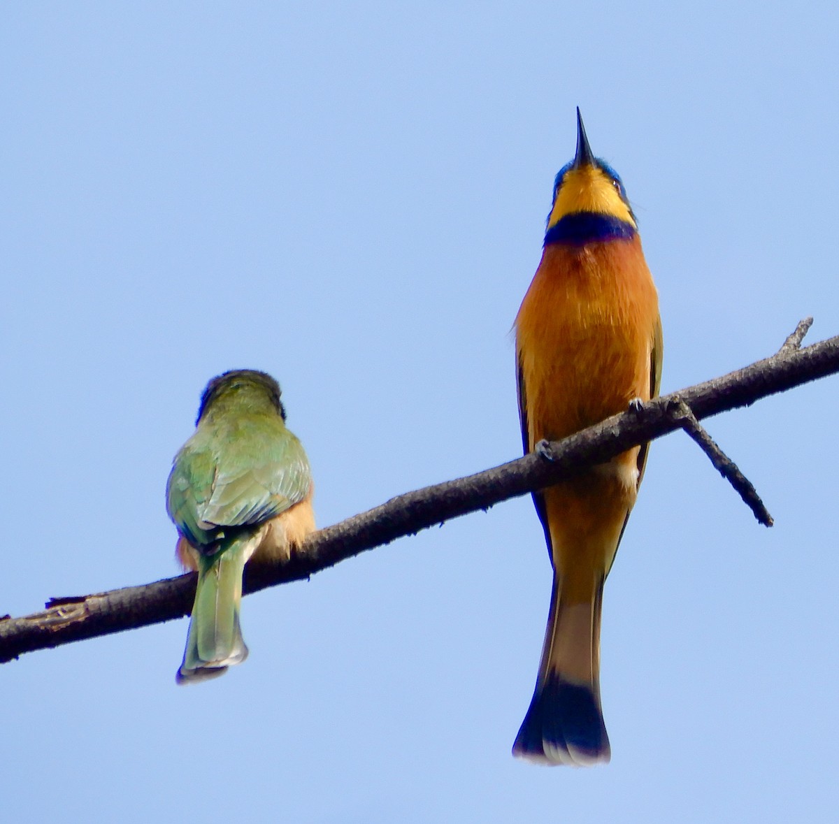Ethiopian Bee-eater - ML643757798
