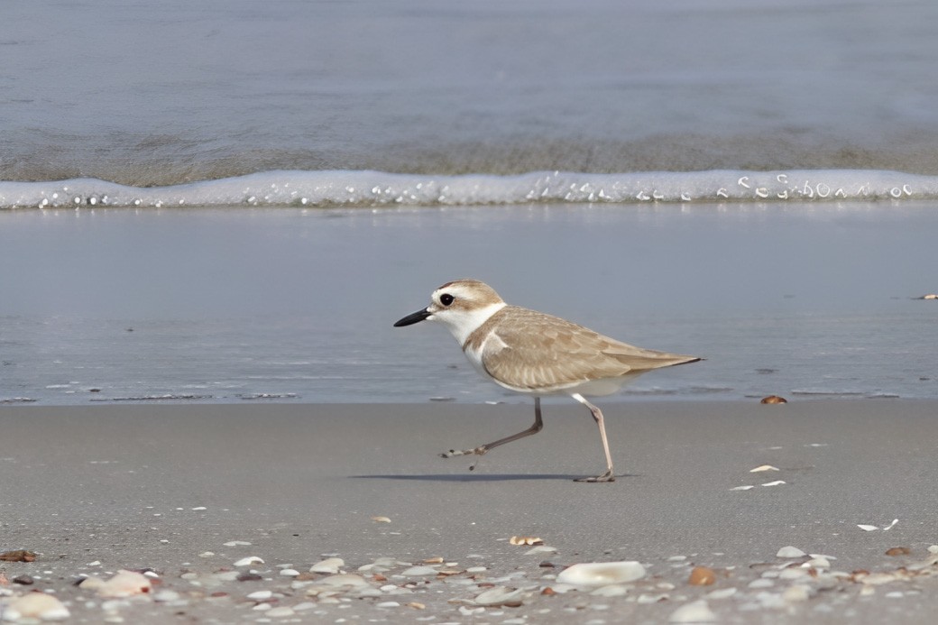 White-faced Plover - ML643757799