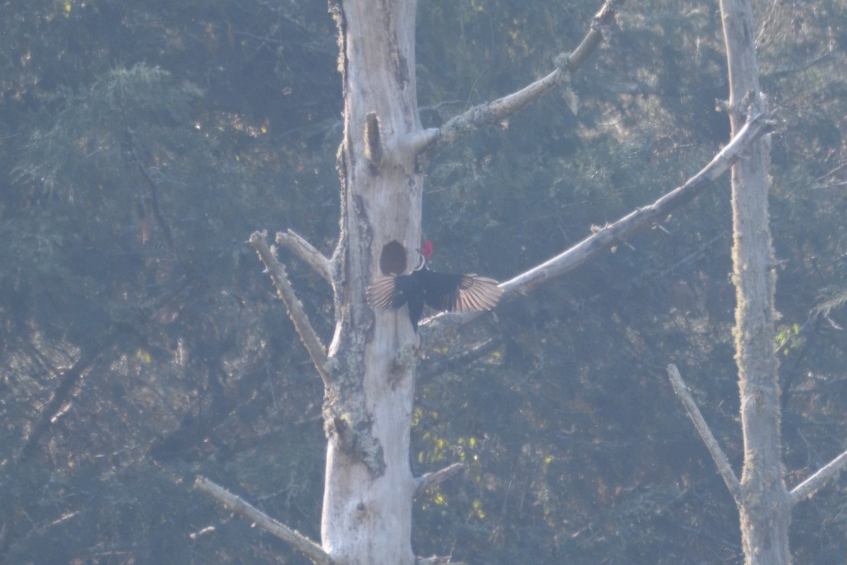 Lineated Woodpecker (Lineated) - ML643757800
