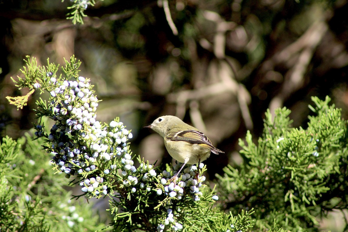 Ruby-crowned Kinglet - ML643757803