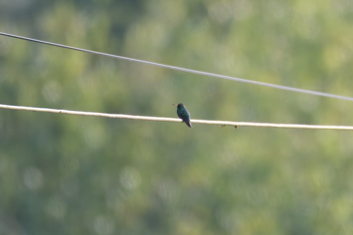 Glittering-bellied Emerald - ML643757807