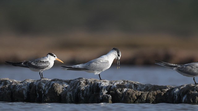 Sandwich Tern - ML643757809