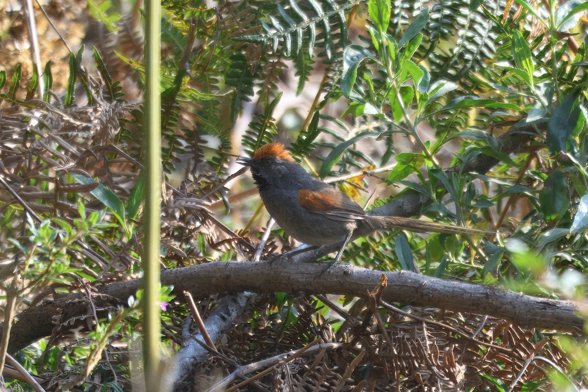 Spix's Spinetail - ML643757819