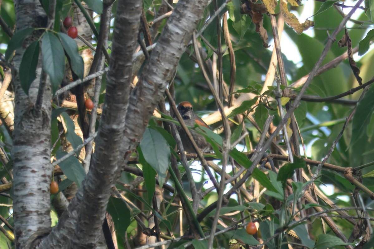 Spix's Spinetail - ML643757820