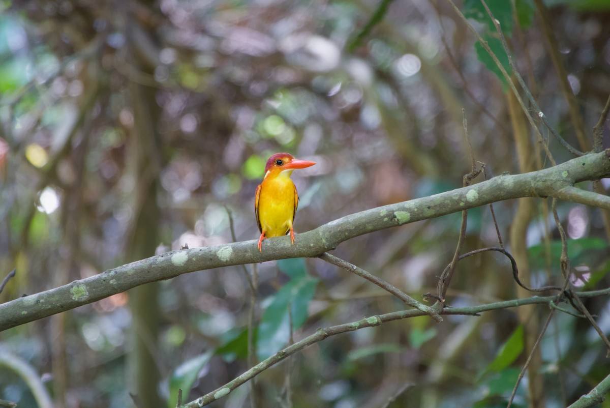 Rufous-backed Dwarf-Kingfisher - ML643757822
