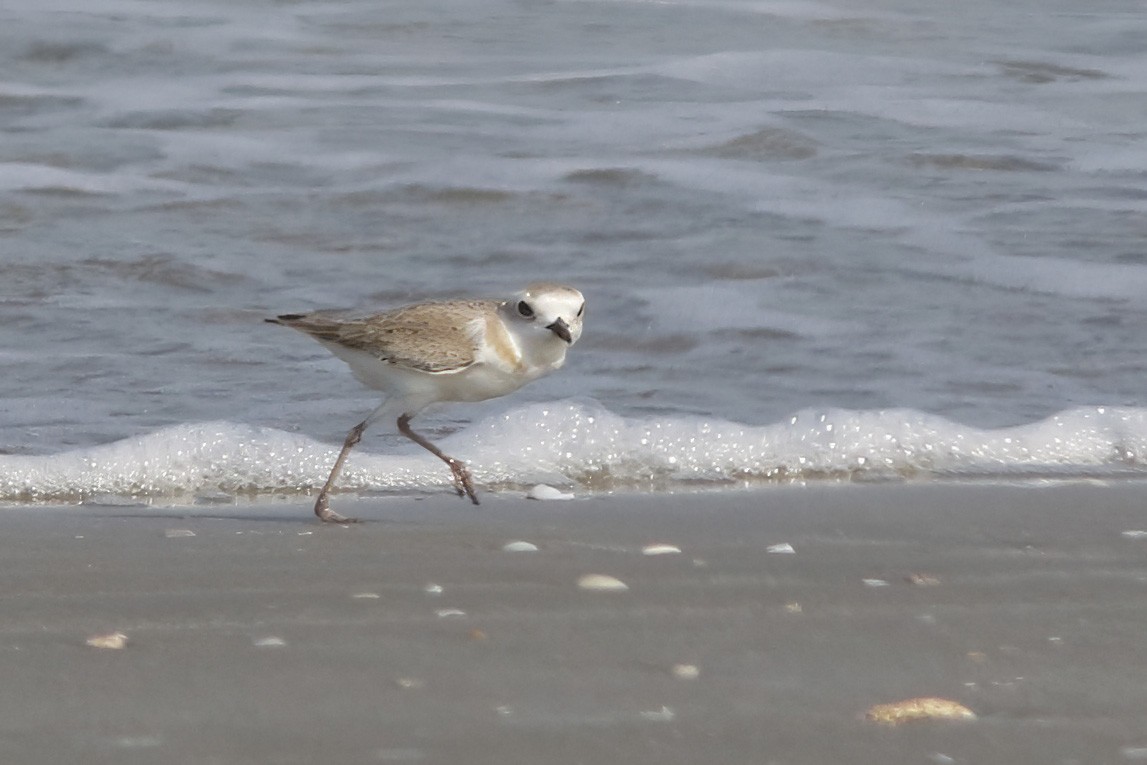White-faced Plover - ML643757823