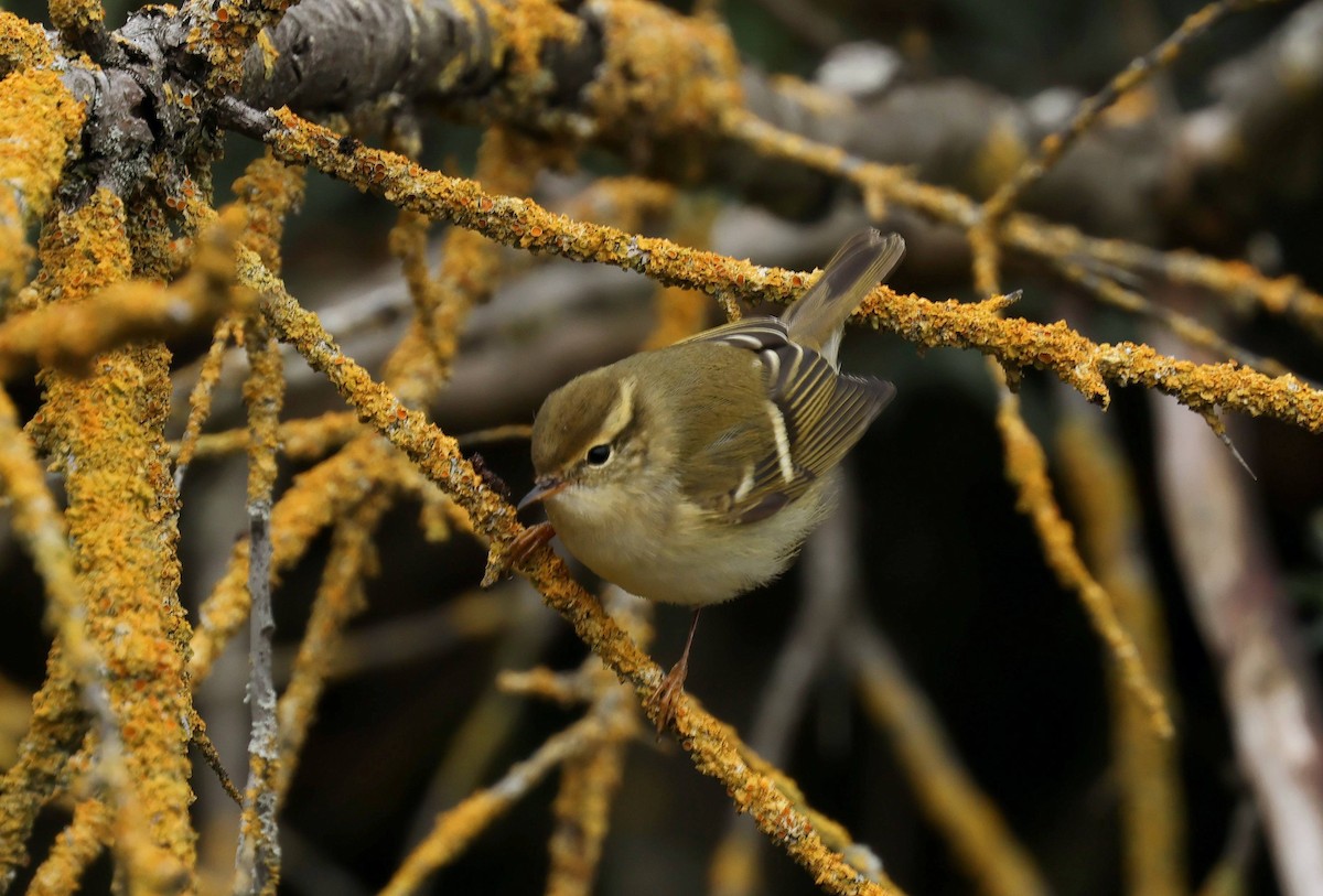 Yellow-browed Warbler - ML643757825