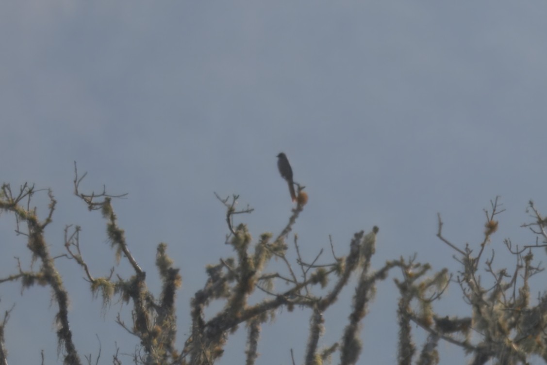 Shear-tailed Gray Tyrant - ML643757826