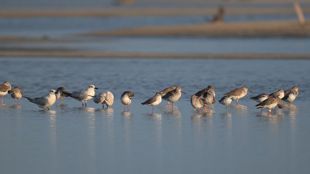 Common Redshank - ML643757840