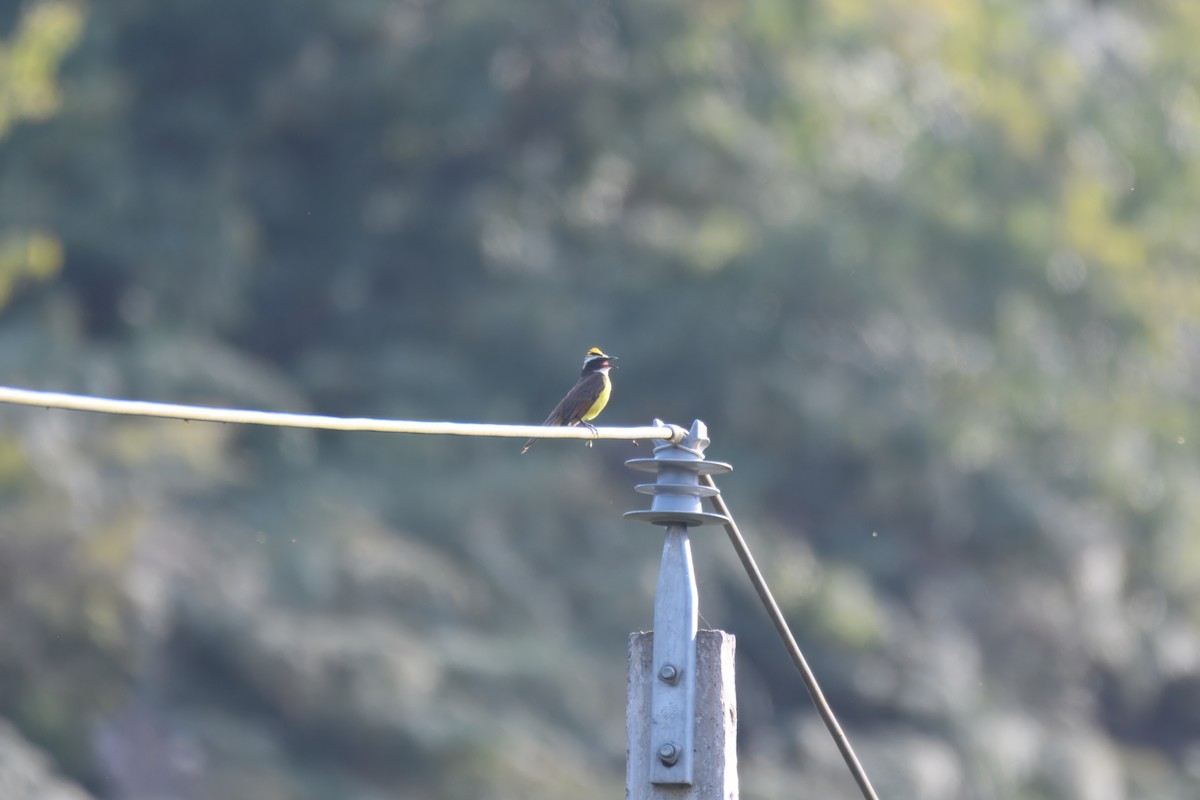 Rusty-margined Flycatcher - ML643757841