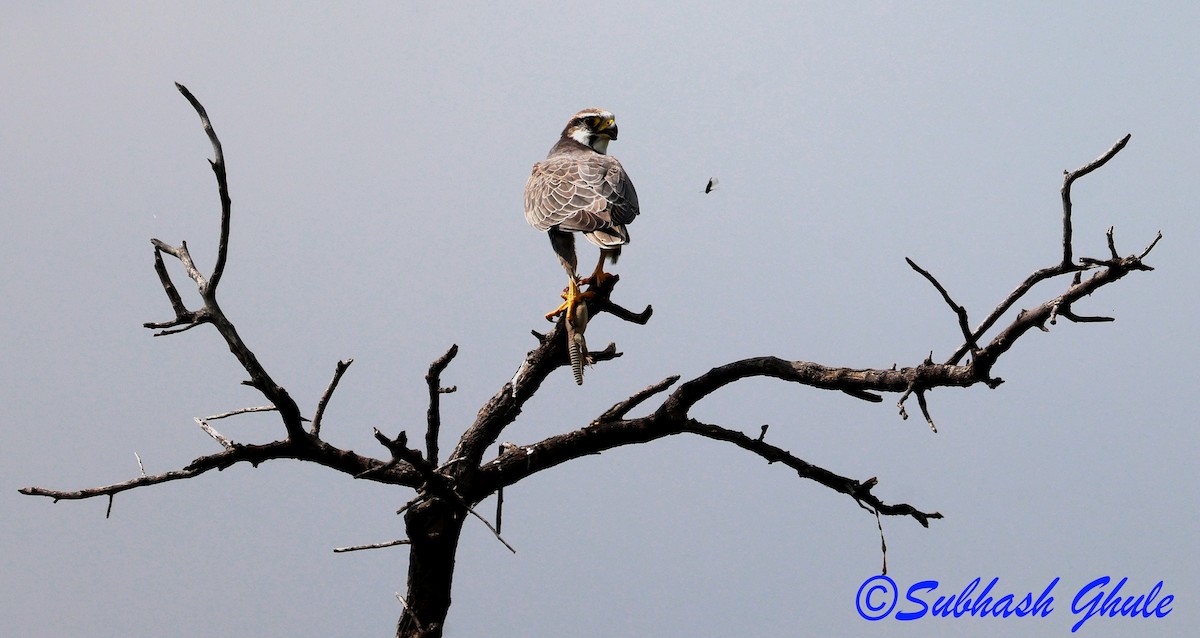 Falco laggar - ML643757843