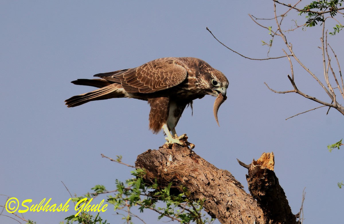 Falco laggar - ML643757847
